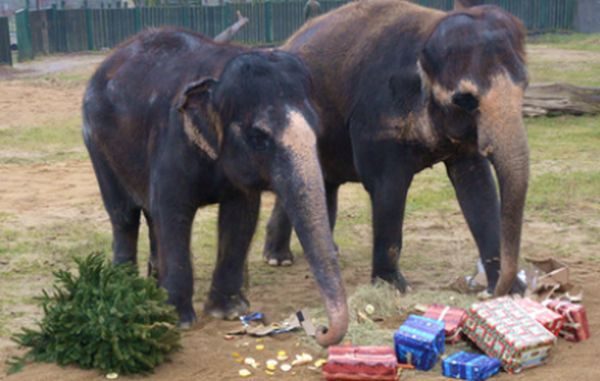 zoo sloni vánoce